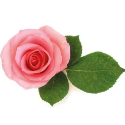 Best Cerf Dellier Extrait de rose 5% 50 ml